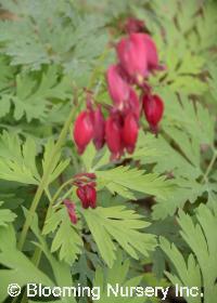 Dicentra formosa